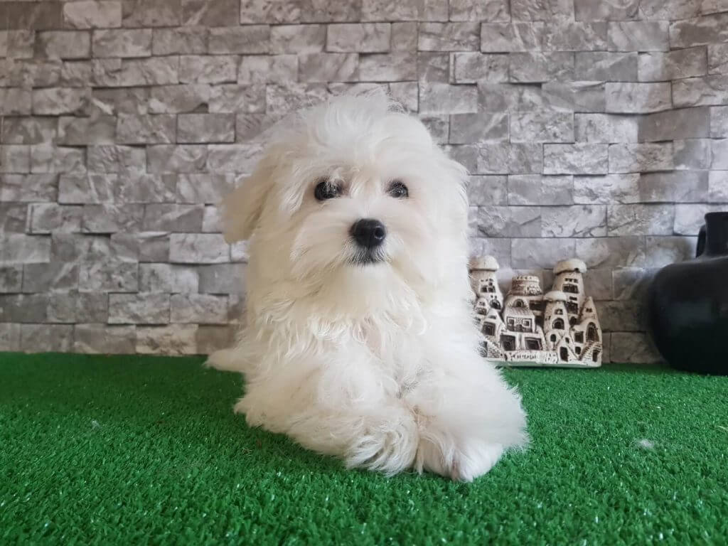 Maltese Terrier Hakkında Çok Bilinmeyen 10 İlginç Bilgi