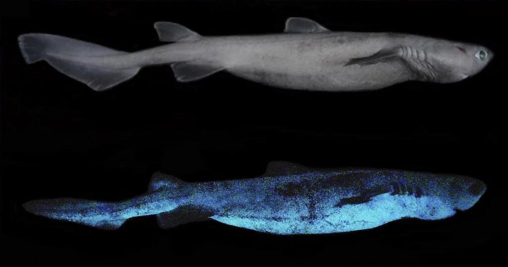 Bilim adamları Karanlıkta Parlayan Köpekbalıklarını Keşfedin
