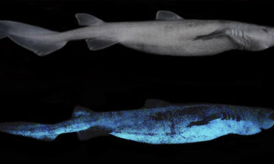 Yeni Zelanda Açıklarında Işık Saçan Köpek Balıkları Keşfedildi