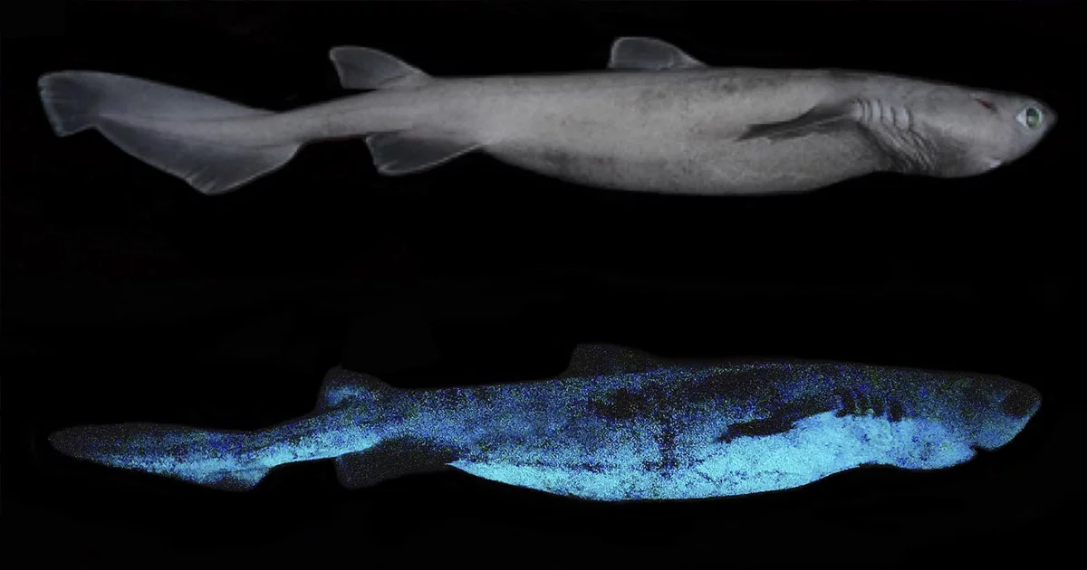 Yeni Zelanda Açıklarında Işık Saçan Köpek Balıkları Keşfedildi